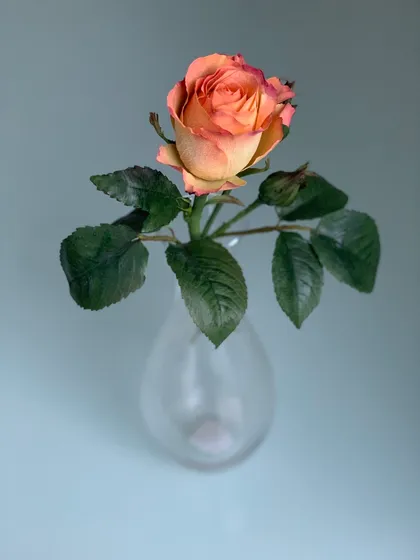A peach sugar rose with leaves, made by Fainaz in 2018
